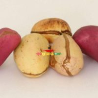 Kola nut