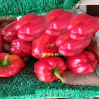 Capsicum