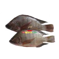 Fresh Tilapia (Regular) 3kg