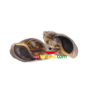 Frozen snail (pack of 5) no shells