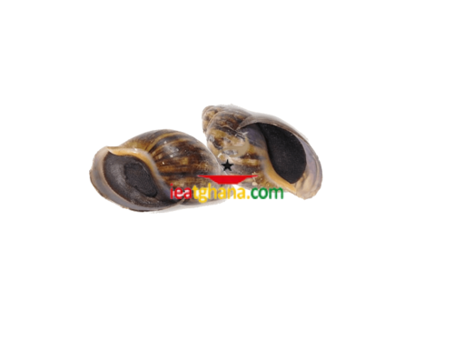 Frozen snail (pack of 5) no shells