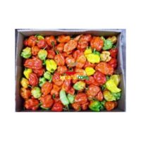 Spicee Upp Scotch Bonnet (Hot Pepper) Box