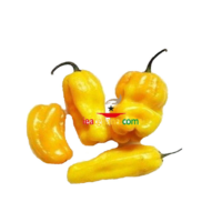 yellow pepper (100g)